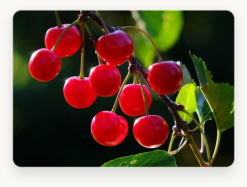 เชอร์รี CHERRY