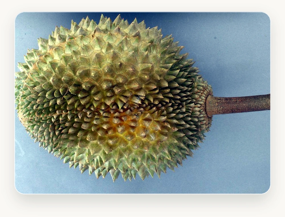 ทุเรียน DURIAN
